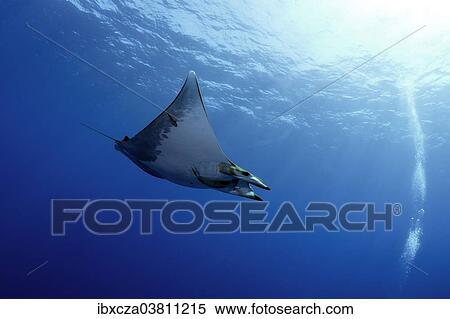 Stock Photography - "Sicklefin Devil Ray or Box Ray (Mobula tarapacana), near Santa Maria, Azores, Atlantic Ocean, Portugal, Europe". Fotosearch