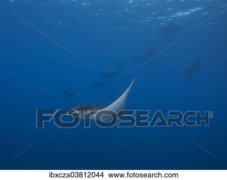 "Sicklefin Devil Rays or Box Rays (Mobula tarapacana), near Santa Maria, Azores, Atlantic Ocean, Portugal, Europe" View Large Photo Image Picture - "Sicklefin Devil Rays or Box Rays (Mobula tarapacana), near Santa Maria, Azores, Atlantic Ocean, Portugal, Europe". Fotosearch