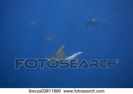 "Sicklefin Devil Rays or Box Rays (Mobula tarapacana), near Santa Maria, Azores, Atlantic Ocean, Portugal, Europe" View Large Photo Image Stock Image - "Sicklefin Devil Rays or Box Rays (Mobula tarapacana), near Santa Maria, Azores, Atlantic Ocean, Portugal, Europe". Fotosearch