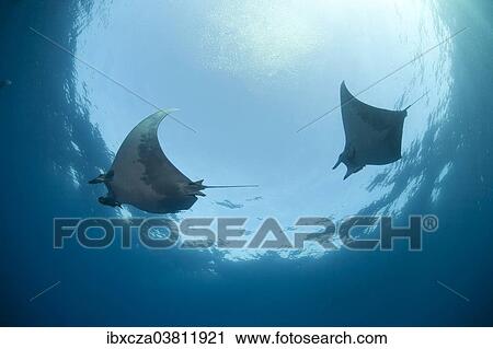 "Sicklefin Devil Rays or Box Rays (Mobula tarapacana), near Santa Maria, Azores, Atlantic Ocean, Portugal, Europe" View Large Photo Image Stock Image - "Sicklefin Devil Rays or Box Rays (Mobula tarapacana), near Santa Maria, Azores, Atlantic Ocean, Portugal, Europe". Fotosearch