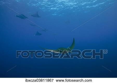 "Sicklefin Devil Rays or Box Rays (Mobula tarapacana), near Santa Maria, Azores, Atlantic Ocean, Portugal, Europe" View Large Photo Image Stock Photo - "Sicklefin Devil Rays or Box Rays (Mobula tarapacana), near Santa Maria, Azores, Atlantic Ocean, Portugal, Europe". Fotosearch