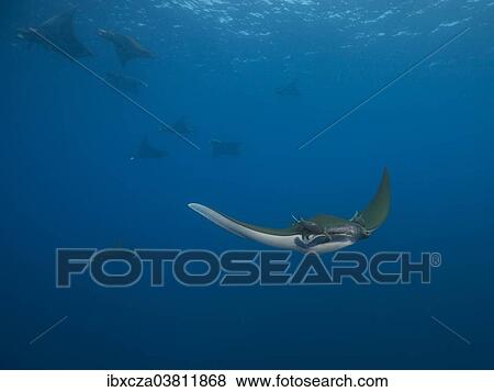 "Sicklefin Devil Rays or Box Rays (Mobula tarapacana), near Santa Maria, Azores, Atlantic Ocean, Portugal, Europe" View Large Photo Image Stock Photo - "Sicklefin Devil Rays or Box Rays (Mobula tarapacana), near Santa Maria, Azores, Atlantic Ocean, Portugal, Europe". Fotosearch