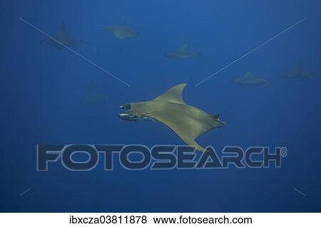 "Sicklefin Devil Rays or Box Rays (Mobula tarapacana), near Santa Maria, Azores, Atlantic Ocean, Portugal, Europe" View Large Photo Image Stock Photo - "Sicklefin Devil Rays or Box Rays (Mobula tarapacana), near Santa Maria, Azores, Atlantic Ocean, Portugal, Europe". Fotosearch