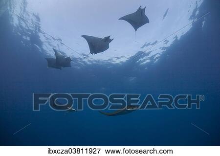 "Sicklefin Devil Rays or Box Rays (Mobula tarapacana), near Santa Maria, Azores, Atlantic Ocean, Portugal, Europe" View Large Photo Image Stock Photo - "Sicklefin Devil Rays or Box Rays (Mobula tarapacana), near Santa Maria, Azores, Atlantic Ocean, Portugal, Europe". Fotosearch