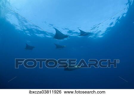 "Sicklefin Devil Rays or Box Rays (Mobula tarapacana), near Santa Maria, Azores, Atlantic Ocean, Portugal, Europe" View Large Photo Image Stock Photograph - "Sicklefin Devil Rays or Box Rays (Mobula tarapacana), near Santa Maria, Azores, Atlantic Ocean, Portugal, Europe". Fotosearch