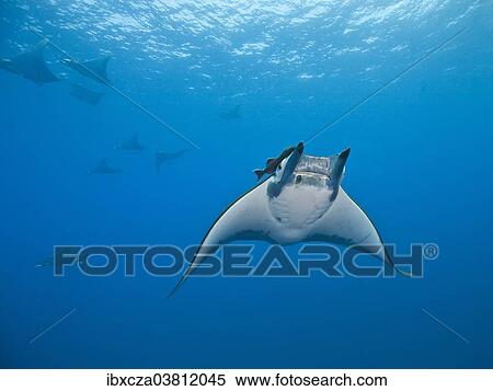 "Sicklefin Devil Rays or Box Rays (Mobula tarapacana), near Santa Maria, Azores, Atlantic Ocean, Portugal, Europe" View Large Photo Image Stock Photography - "Sicklefin Devil Rays or Box Rays (Mobula tarapacana), near Santa Maria, Azores, Atlantic Ocean, Portugal, Europe". Fotosearch