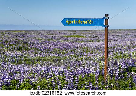 "Sign post, Nootka lupine (Lupinus nootkatensis) at Vik i Myrdal, South Coast, Iceland, Europe" View Large Photo Image Stock Image - "Sign post, Nootka lupine (Lupinus nootkatensis) at Vik i Myrdal, South Coast, Iceland, Europe". Fotosearch