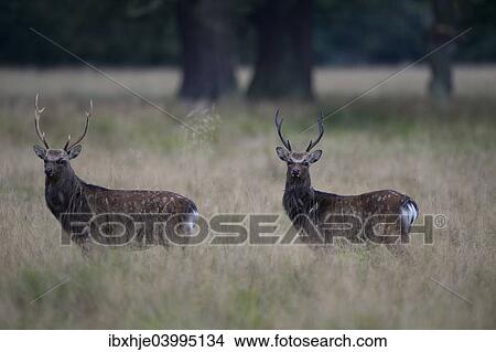 "Sika Deer (Cervus nippon), Copenhagen, Denmark, Europe" View Large Photo Image Picture - "Sika Deer (Cervus nippon), Copenhagen, Denmark, Europe". Fotosearch