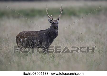 "Sika Deer (Cervus nippon), Copenhagen, Denmark, Europe" View Large Photo Image Stock Image - "Sika Deer (Cervus nippon), Copenhagen, Denmark, Europe". Fotosearch
