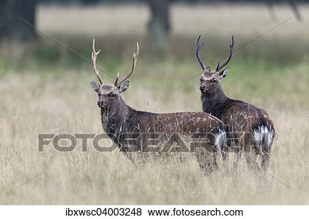 "Sika Deer (Cervus nippon), Copenhagen, Denmark, Europe" View Large Photo Image Stock Photo - "Sika Deer (Cervus nippon), Copenhagen, Denmark, Europe". Fotosearch