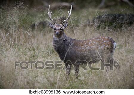 Stock Photograph - "Sika Deer (Cervus nippon), Copenhagen, Denmark, Europe". Fotosearch