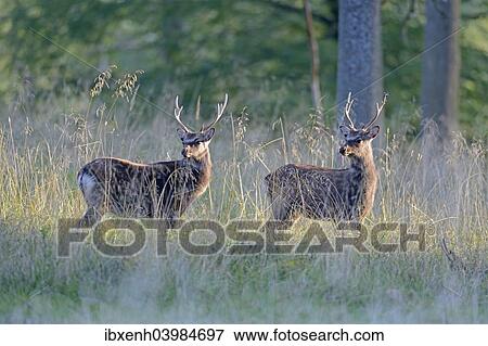 "Sika Deer (Cervus nippon), Denmark, Europe" View Large Photo Image Stock Photo - "Sika Deer (Cervus nippon), Denmark, Europe". Fotosearch