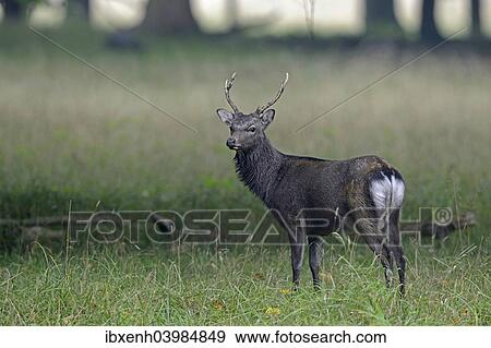 "Sika Deer (Cervus nippon), Denmark, Europe" View Large Photo Image Stock Photo - "Sika Deer (Cervus nippon), Denmark, Europe". Fotosearch