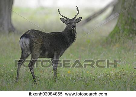 "Sika Deer (Cervus nippon), Denmark, Europe" View Large Photo Image Stock Photography - "Sika Deer (Cervus nippon), Denmark, Europe". Fotosearch