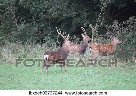 "Sika Deer (Cervus nippon), Hungary, Europe" View Large Photo Image Picture - "Sika Deer (Cervus nippon), Hungary, Europe". Fotosearch