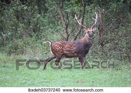 "Sika Deer (Cervus nippon), Hungary, Europe" View Large Photo Image Stock Image - "Sika Deer (Cervus nippon), Hungary, Europe". Fotosearch