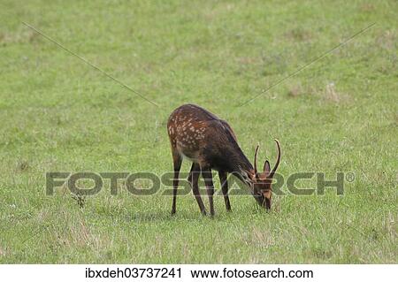 "Sika Deer (Cervus nippon), Hungary, Europe" View Large Photo Image Stock Image - "Sika Deer (Cervus nippon), Hungary, Europe". Fotosearch