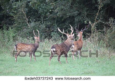"Sika Deer (Cervus nippon), Hungary, Europe" View Large Photo Image Stock Image - "Sika Deer (Cervus nippon), Hungary, Europe". Fotosearch