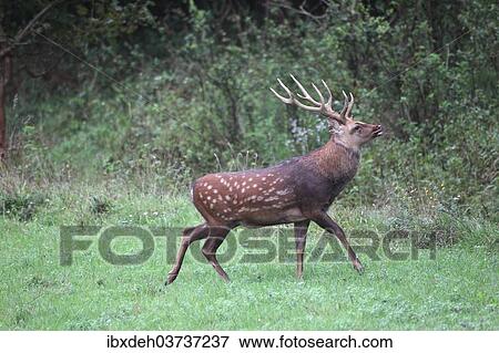 "Sika Deer (Cervus nippon), Hungary, Europe" View Large Photo Image Stock Photo - "Sika Deer (Cervus nippon), Hungary, Europe". Fotosearch