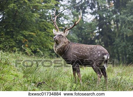 Sika deer (Cervus nippon) View Large Photo Image Picture - Sika deer (Cervus nippon). Fotosearch