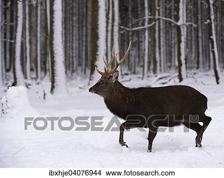 "Sika deer (Cervus nippon), stag, captive, Hunsruck, Rhineland-Palatinate, Germany, Europe" View Large Photo Image Picture - "Sika deer (Cervus nippon), stag, captive, Hunsruck, Rhineland-Palatinate, Germany, Europe". Fotosearch