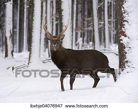 "Sika deer (Cervus nippon), stag, captive, Hunsruck, Rhineland-Palatinate, Germany, Europe" View Large Photo Image Stock Photo - "Sika deer (Cervus nippon), stag, captive, Hunsruck, Rhineland-Palatinate, Germany, Europe". Fotosearch
