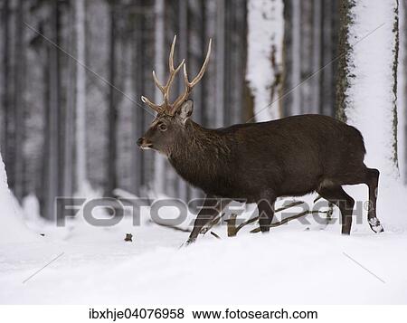 Stock Photo - "Sika deer (Cervus nippon), stag, captive, Hunsruck, Rhineland-Palatinate, Germany, Europe". Fotosearch