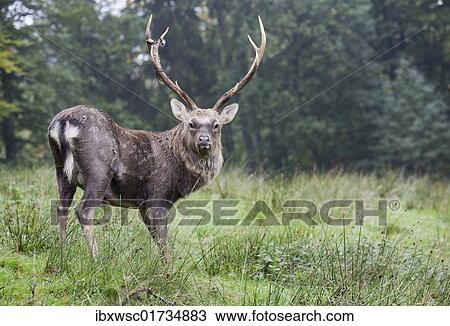 Sika deer (Cervus nippon) View Large Photo Image Stock Image - Sika deer (Cervus nippon). Fotosearch