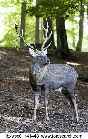 Sika Deer (Cervus nippon) View Large Photo Image Stock Image - Sika Deer (Cervus nippon). Fotosearch