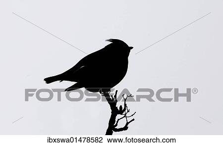"Silhouette of a Bohemian Waxwing (Bombycilla garrulus), Skagway, Alaska, USA" View Large Photo Image Stock Image - "Silhouette of a Bohemian Waxwing (Bombycilla garrulus), Skagway, Alaska, USA". Fotosearch