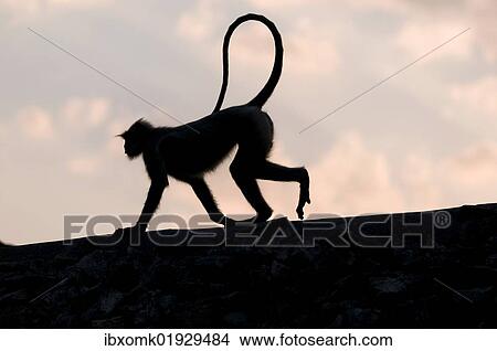 Picture - "Silhouette of a monkey on a wall, ruined city of Mandu, Madhya Pradesh, northern India, Asia". Fotosearch