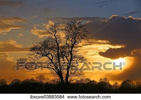 "Silhouette of a tree against a cloudy sky at sunset, Oberalsterniederung Nature Reserve, Tangstedt, Schleswig-Holstein, Germany, Europe" View Large Photo Image Picture - "Silhouette of a tree against a cloudy sky at sunset, Oberalsterniederung Nature Reserve, Tangstedt, Schleswig-Holstein, Germany, Europe". Fotosearch