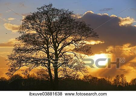 "Silhouette of a tree against a cloudy sky at sunset, Oberalsterniederung Nature Reserve, Tangstedt, Schleswig-Holstein, Germany, Europe" View Large Photo Image Stock Photo - "Silhouette of a tree against a cloudy sky at sunset, Oberalsterniederung Nature Reserve, Tangstedt, Schleswig-Holstein, Germany, Europe". Fotosearch