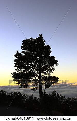 "Silhouette of a tree in the evening light, Canary Island pine (Pinus canariensis), sunset, Tenerife, Canary Islands, Spain, Europe" View Large Photo Image Stock Image - "Silhouette of a tree in the evening light, Canary Island pine (Pinus canariensis), sunset, Tenerife, Canary Islands, Spain, Europe". Fotosearch