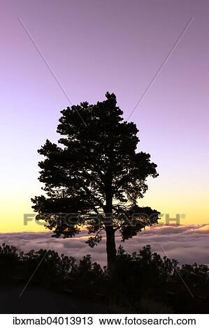 "Silhouette of a tree in the evening light, Canary Island pine (Pinus canariensis), sunset, Tenerife, Canary Islands, Spain, Europe" View Large Photo Image Stock Image - "Silhouette of a tree in the evening light, Canary Island pine (Pinus canariensis), sunset, Tenerife, Canary Islands, Spain, Europe". Fotosearch