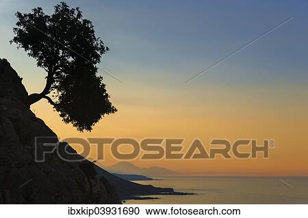 "Silhouette of an olive tree growing on a slope next to the sea, Loutro, Chania, Crete, Greece, Europe" View Large Photo Image Stock Image - "Silhouette of an olive tree growing on a slope next to the sea, Loutro, Chania, Crete, Greece, Europe". Fotosearch