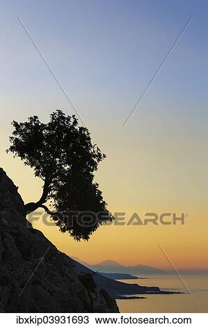 "Silhouette of an olive tree growing on a slope next to the sea, Loutro, Chania, Crete, Greece, Europe" View Large Photo Image Stock Image - "Silhouette of an olive tree growing on a slope next to the sea, Loutro, Chania, Crete, Greece, Europe". Fotosearch