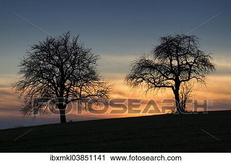 "Silhouette of two apple trees against an evening sky, Baden-Wurttemberg, Germany, Europe" View Large Photo Image Stock Image - "Silhouette of two apple trees against an evening sky, Baden-Wurttemberg, Germany, Europe". Fotosearch
