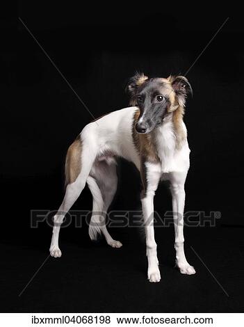 Stock Photo - "Silken Windsprite, against black". Fotosearch