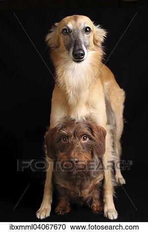 Stock Image - "Silken Windsprite and Wire-haired Dachshund, against black". Fotosearch