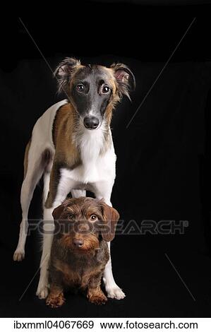 "Silken Windsprite and Wire-haired Dachshund, against black" View Large Photo Image Stock Photo - "Silken Windsprite and Wire-haired Dachshund, against black". Fotosearch