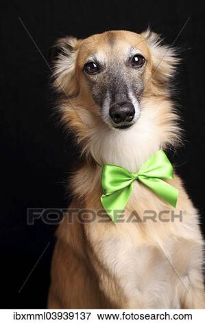 Stock Photo - Silken Windsprite with green bow. Fotosearch