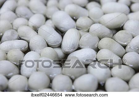 "Silkworm cocoons, silk thread production, Turkey, Asia" View Large Photo Image Picture - "Silkworm cocoons, silk thread production, Turkey, Asia". Fotosearch