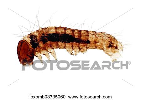 "Silkworm, larva or caterpillar of the Domesticated Silkmoth (Bombyx mori), young, thin section, microtome, permanent preparation, photomicrography" View Large Photo Image Stock Image - "Silkworm, larva or caterpillar of the Domesticated Silkmoth (Bombyx mori), young, thin section, microtome, permanent preparation, photomicrography". Fotosearch