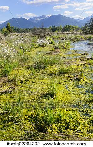 "Silted bog pond with flowering Hare's-tail Cottongrass, Tussock Cottongrass or Sheathed Cottonsedge (Eriophorum vaginatum) and moss (Sphagnum fallax), Grundbeckenmoor near Rosenheim, alpine upland, Bavaria, Germany, EUrope, Europe" View Large Photo Image Stock Image - "Silted bog pond with flowering Hare's-tail Cottongrass, Tussock Cottongrass or Sheathed Cottonsedge (Eriophorum vaginatum) and moss (Sphagnum fallax), Grundbeckenmoor near Rosenheim, alpine upland, Bavaria, Germany, EUrope, Europe". Fotosearch