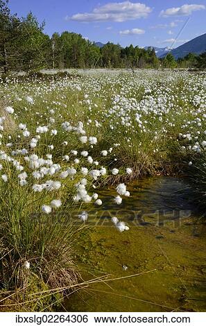 "Silted bog pond with flowering Hare's-tail Cottongrass, Tussock Cottongrass or Sheathed Cottonsedge (Eriophorum vaginatum), Grundbeckenmoor near Rosenheim, alpine upland, Bavaria, Germany, EUrope, Europe" View Large Photo Image Stock Photograph - "Silted bog pond with flowering Hare's-tail Cottongrass, Tussock Cottongrass or Sheathed Cottonsedge (Eriophorum vaginatum), Grundbeckenmoor near Rosenheim, alpine upland, Bavaria, Germany, EUrope, Europe". Fotosearch