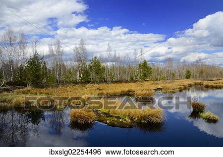 Stock Photograph - "Silted peat bog with birch grove and rushes, Stammbeckenmoor near Raubling, Alpine Uplands, Bavaria, Germany, Europe". Fotosearch