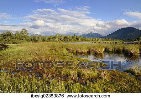 "Silting area of a bog in the alpine uplands, Stammbecken Moor, former Nicklheim peat works, Rosenheim, Bavaria, Germany, Europe" View Large Photo Image Stock Photograph - "Silting area of a bog in the alpine uplands, Stammbecken Moor, former Nicklheim peat works, Rosenheim, Bavaria, Germany, Europe". Fotosearch