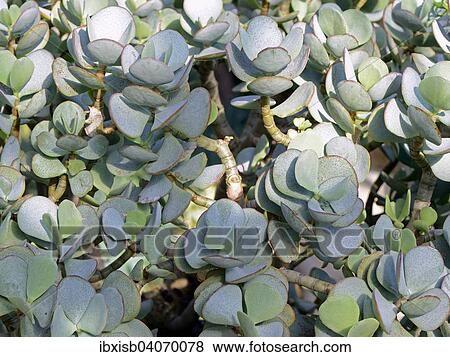 Stock Photo - "Silver dollar plant (Crassula arborescens), South Africa, Africa". Fotosearch