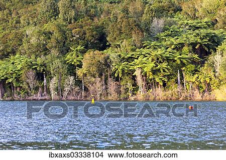 "Silver Ferns (Cyathea dealbata) on the shores of Lake Tikitapu, Bay of Plenty Region, New Zealand, Oceania" View Large Photo Image Picture - "Silver Ferns (Cyathea dealbata) on the shores of Lake Tikitapu, Bay of Plenty Region, New Zealand, Oceania". Fotosearch